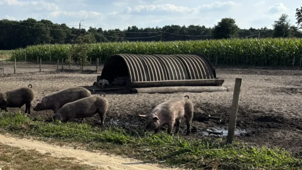 Varkens in de buitenweide van Hesehesp in Kasterlee